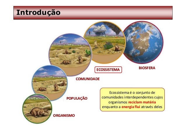 Ecologia De Individuos A Ecossistemas Pdf